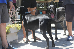 GEZİCİ VETERİNER EKİBİ BİTEZ'DEYDİ