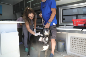 GEZİCİ VETERİNER EKİBİ BİTEZ'DEYDİ