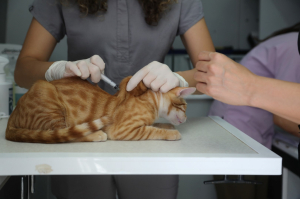 GEZİCİ VETERİNER EKİBİ BİTEZ'DEYDİ