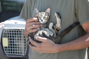 GEZİCİ VETERİNER EKİBİ BİTEZ'DEYDİ