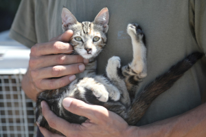 GEZİCİ VETERİNER EKİBİ BİTEZ'DEYDİ