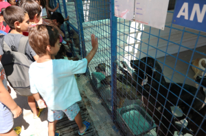 ÖĞRENCİLERDEN SOKAK HAYVANLARINA ZİYARET