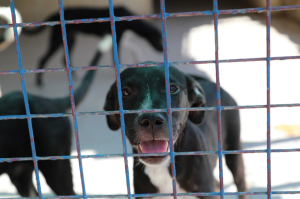 ÖĞRENCİLERDEN SOKAK HAYVANLARINA ZİYARET