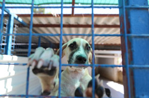 ÖĞRENCİLERDEN SOKAK HAYVANLARINA ZİYARET