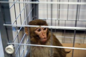 FİRARİ MAYMUN, BELEDİYE EKİPLERİNE TESLİM EDİLDİ