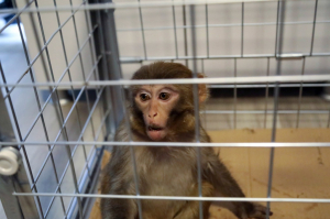 FİRARİ MAYMUN, BELEDİYE EKİPLERİNE TESLİM EDİLDİ