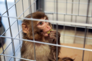 FİRARİ MAYMUN, BELEDİYE EKİPLERİNE TESLİM EDİLDİ