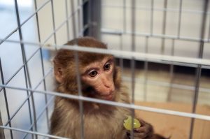 FİRARİ MAYMUN, BELEDİYE EKİPLERİNE TESLİM EDİLDİ