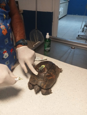 YANGINDA KURTARILAN KAPLUMBAĞALAR TEDAVİ EDİLİYOR