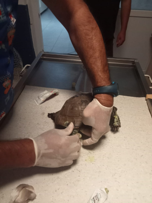 YANGINDA KURTARILAN KAPLUMBAĞALAR TEDAVİ EDİLİYOR