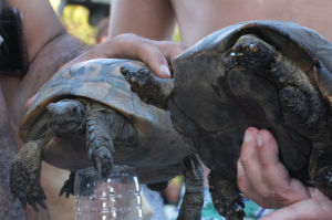 YANGINDA KURTARILAN KAPLUMBAĞALAR TEDAVİ EDİLİYOR