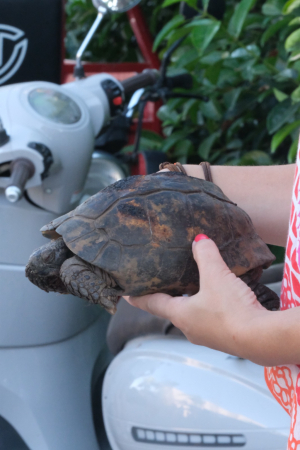 YANGINDA KURTARILAN KAPLUMBAĞALAR TEDAVİ EDİLİYOR
