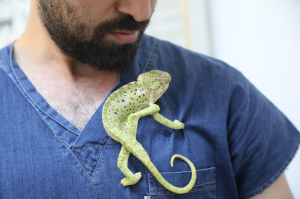 YARALI BUKALEMUN TEDAVİ EDİLİYOR