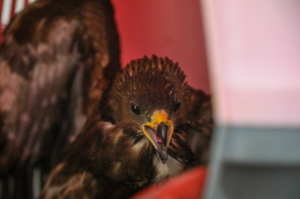 YARALI BUKALEMUN TEDAVİ EDİLİYOR