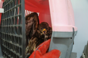 YARALI BUKALEMUN TEDAVİ EDİLİYOR