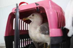 YARALI BUKALEMUN TEDAVİ EDİLİYOR