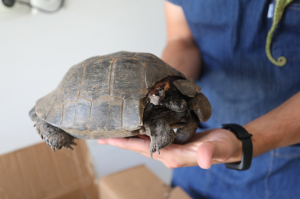 YARALI BUKALEMUN TEDAVİ EDİLİYOR