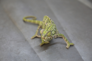 YARALI BUKALEMUN TEDAVİ EDİLİYOR