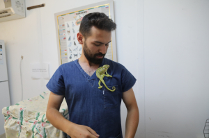 YARALI BUKALEMUN TEDAVİ EDİLİYOR