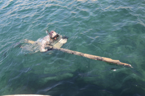 KADIKALESİ VE AKYARLARDA DENİZ DİBİ TEMİZLİĞİ