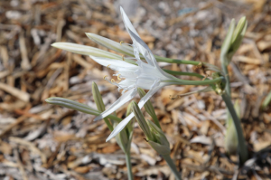 KUM ZAMBAĞI FARKINDALIK ETKİNLİĞİ