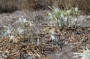 KUM ZAMBAĞI FARKINDALIK ETKİNLİĞİ