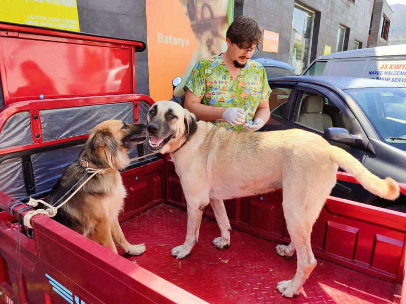SOKAK HAYVANLARINA YÖNELİK ÇALIŞMALAR SÜRÜYOR