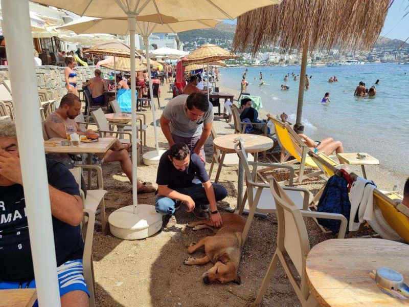 SOKAK HAYVANLARINA YÖNELİK ÇALIŞMALAR SÜRÜYOR