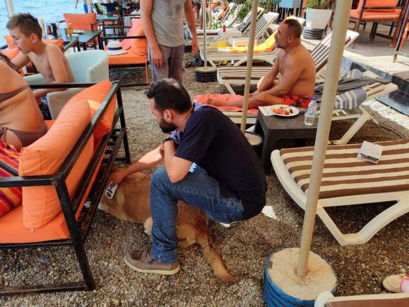 SOKAK HAYVANLARINA YÖNELİK ÇALIŞMALAR SÜRÜYOR