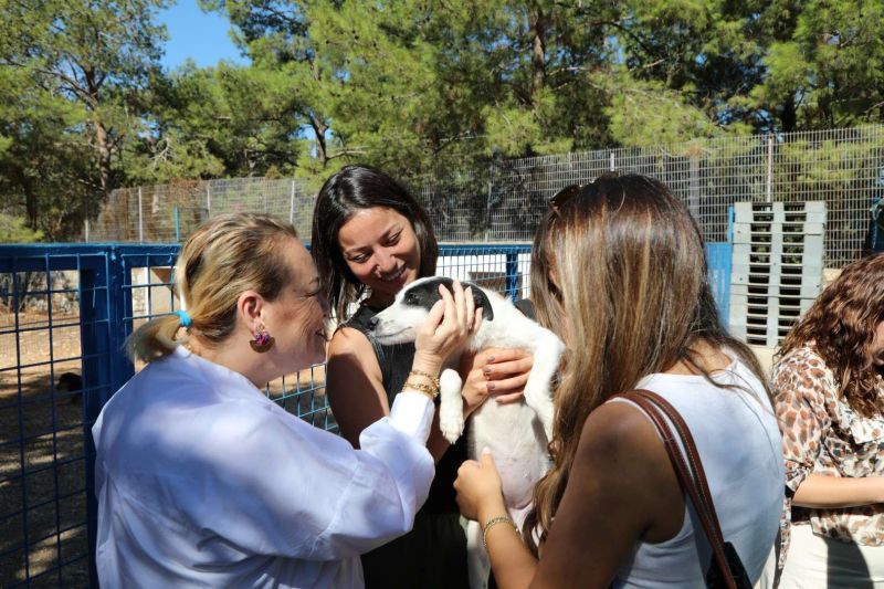 BELEDİYE SOKAK HAYVANLARINI SAHİPLENDİRMEYE DEVAM EDİYOR