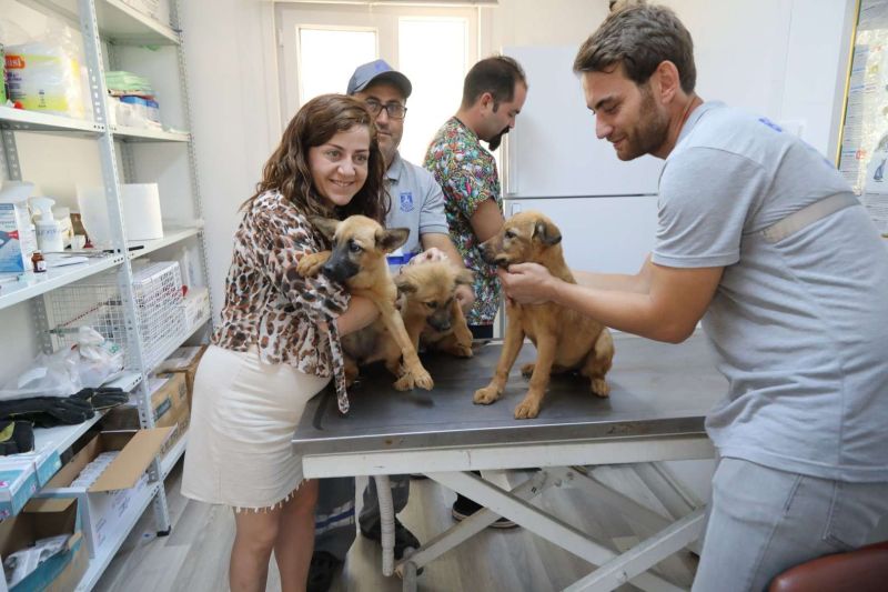 BELEDİYE SOKAK HAYVANLARINI SAHİPLENDİRMEYE DEVAM EDİYOR