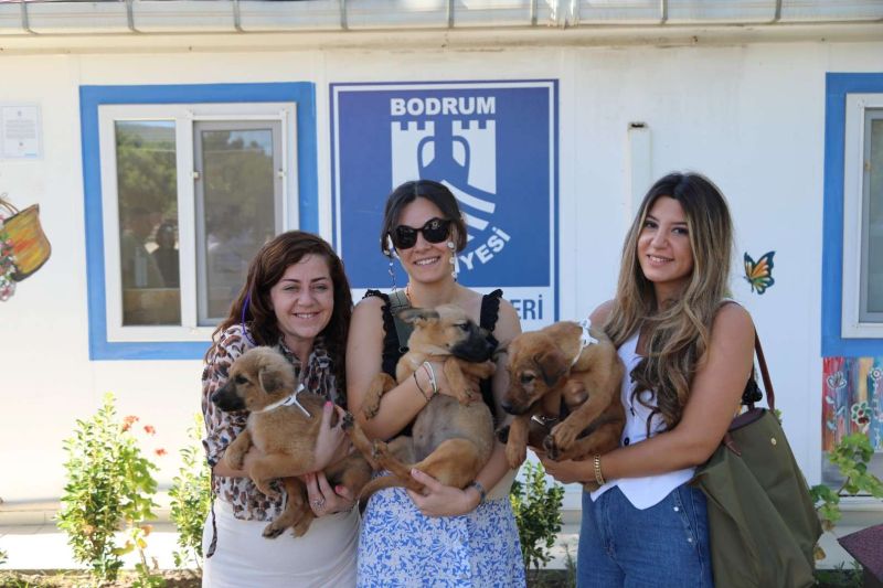 BELEDİYE SOKAK HAYVANLARINI SAHİPLENDİRMEYE DEVAM EDİYOR