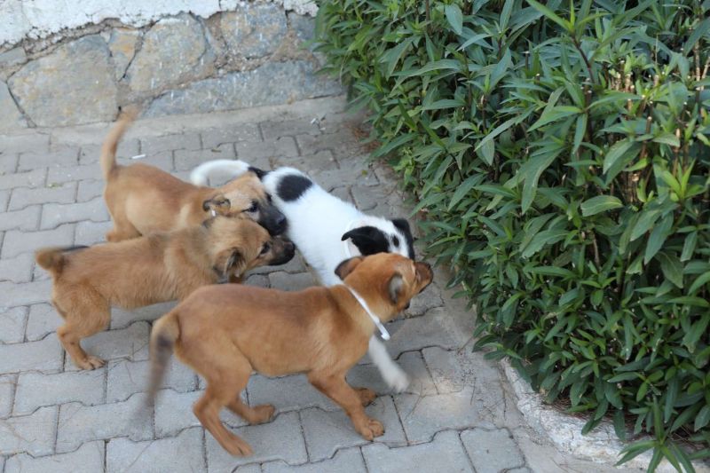 BELEDİYE SOKAK HAYVANLARINI SAHİPLENDİRMEYE DEVAM EDİYOR