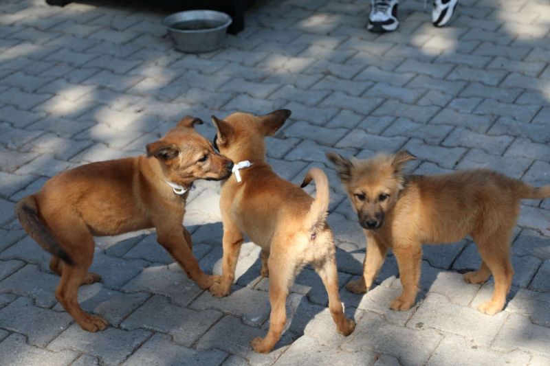 BELEDİYE SOKAK HAYVANLARINI SAHİPLENDİRMEYE DEVAM EDİYOR