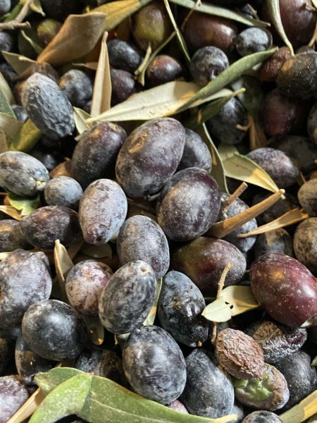 GARAOVA’DA DİLMİT ZEYTİNİ ŞENLİĞİ