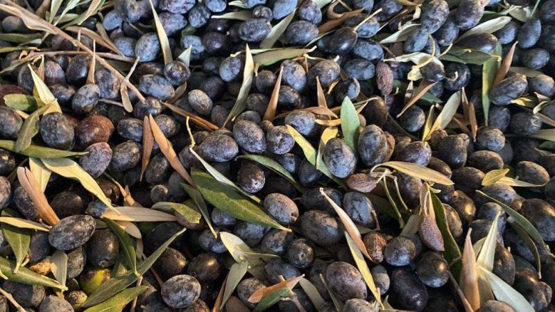 GARAOVA’DA DİLMİT ZEYTİNİ ŞENLİĞİ