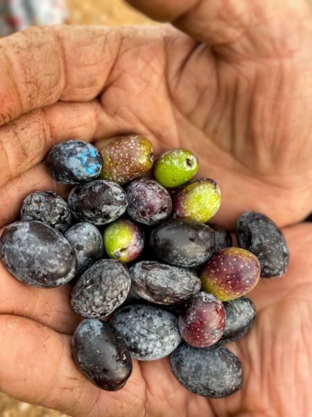 GARAOVA’DA DİLMİT ZEYTİNİ ŞENLİĞİ