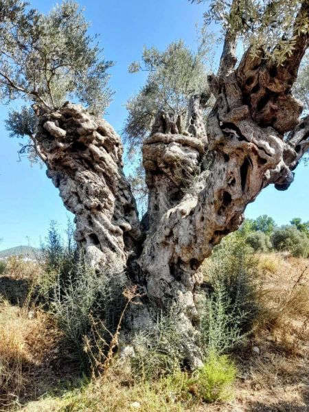 GARAOVA’DA DİLMİT ZEYTİNİ ŞENLİĞİ