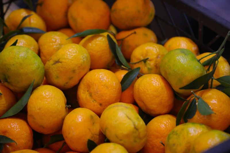 BODRUM’DA 10. TOPRAK ANA GÜNÜ VE YERLİ MALI HAFTASI KUTLAMALARI