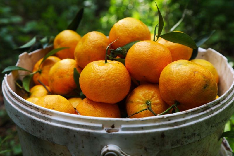 BODRUM MANDALİNİ ZİNCİR MARKETLERDE