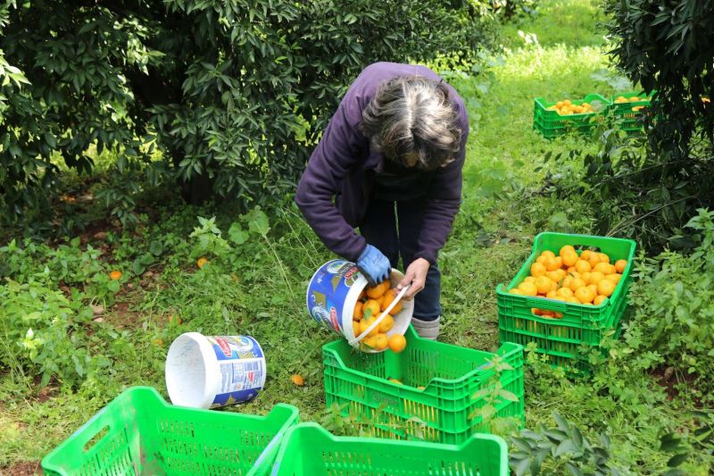 BODRUM MANDALİNİ ZİNCİR MARKETLERDE