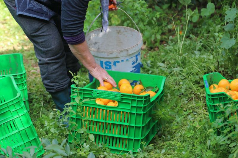 BODRUM MANDALİNİ ZİNCİR MARKETLERDE