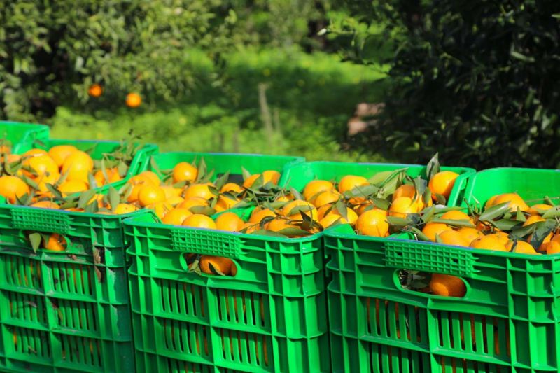 BODRUM MANDALİNİ ZİNCİR MARKETLERDE