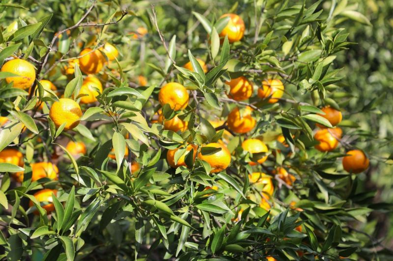 BODRUM MANDALİNİ ZİNCİR MARKETLERDE