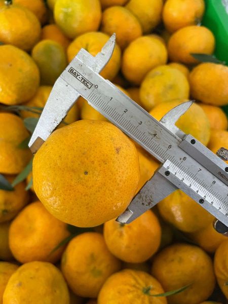 BODRUM MANDALİNİ ZİNCİR MARKETLERDE