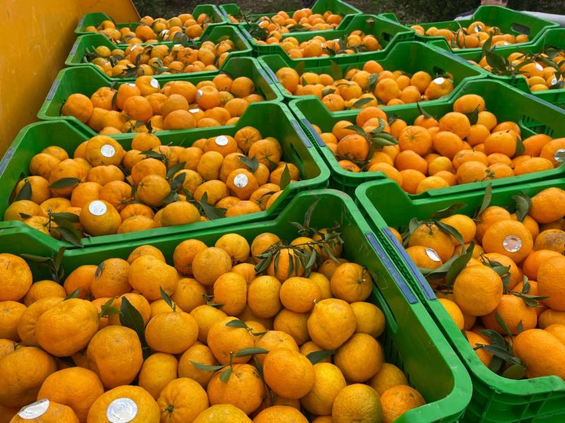 BODRUM MANDALİNİ ZİNCİR MARKETLERDE