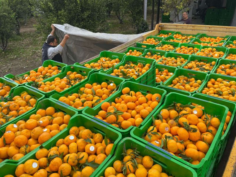 BODRUM MANDALİNİ ZİNCİR MARKETLERDE