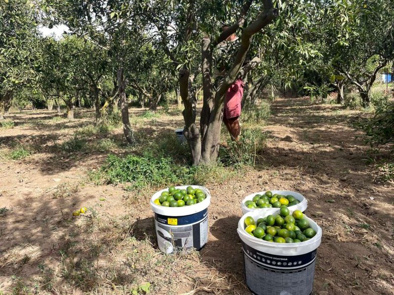 BODRUM MANDALİNİ ZİNCİR MARKETLERDE