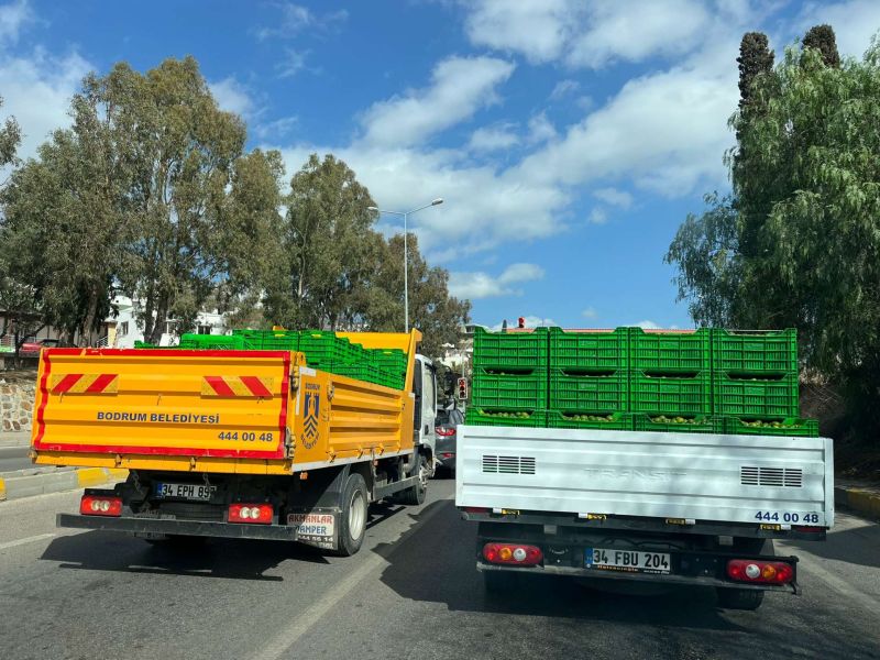 BODRUM MANDALİNİ ZİNCİR MARKETLERDE