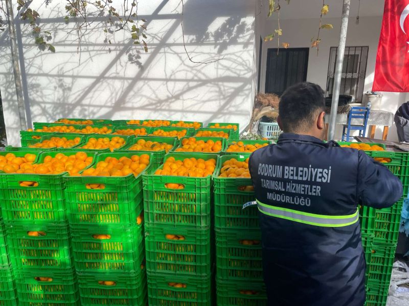 ÜRETİCİDEN MANDALİN ALIMI SÜRÜYOR